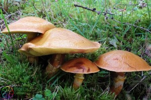 suillus grevillei (1000 x 667).jpg_product_product_product_product_product_product